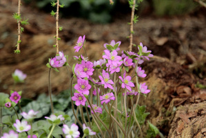 Hepatica pubescens