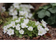 Hepatica nobilis Pygmy Group