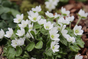 Hepatica nobilis Pygmy Group