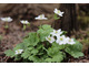 Hepatica falconeri