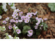 Hepatica americana