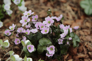 Hepatica americana