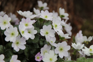 Hepatica yamatutai x trassilvanica