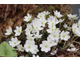 Hepatica yamatutai 