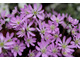 Hepatica henryi x Hepatica nobilis