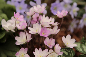 Hepatica insularis