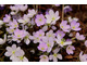 Hepatica nobilis var. pyrenaica