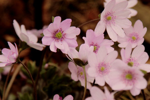 Hepatica x  media 'Kilmeston Beauty'