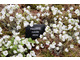 Hepatica nobilis 'White'