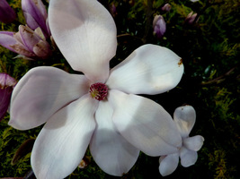 Magnolia 'Wine Light'