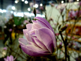 Magnolia 'Wine Light'