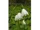 Leucojum vernum (śnieżyca wiosenna)