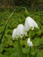 Leucojum vernum (śnieżyca wiosenna)