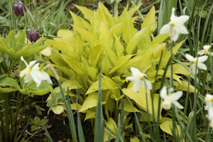 Hosta o liściach żółtych