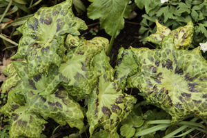 Podophyllum peltatum 'Spotty Dotty'