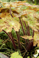 Podophyllum peltatum 'Spotty Dotty'