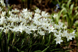 Ipheion uniflorum 'White Star' w leśnym ogrodzie