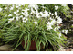 Ipheion uniflorum 'White Star' w donicy