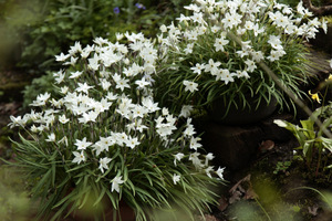 Ipheion uniflorum 'White Star'