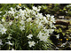 Ipheion uniflorum 'White Star'