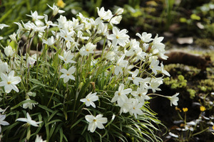 Ipheion uniflorum 'White Star'