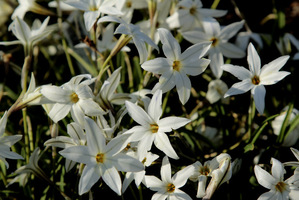 Ipheion uniflorum 'Album'