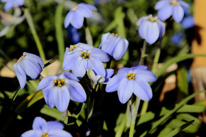 Ipheion uniflorum 'Jessie'