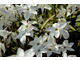 Ipheion uniflorum 'Alberto Castillo'