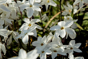 Ipheion uniflorum 'Alberto Castillo'