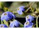 Ipheion uniflorum 'Jessie'