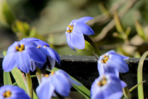 Ipheion uniflorum 'Jessie'