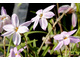 Ipheion uniflorum 'Tessa'