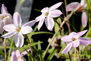 Ipheion uniflorum 'Tessa'