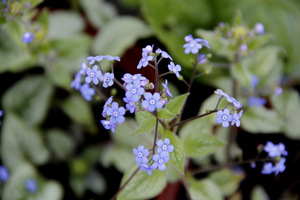 Brunnera doskonale komponuje się z obielą