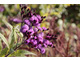 Vernonia arkansana - kwiatostan w pełnej krasie