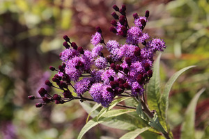 Vernonia arkansana