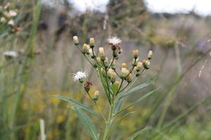 Vernonia crinita 'Alba'