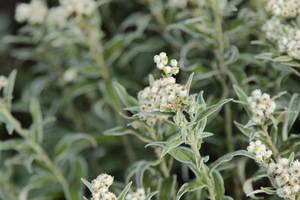 Vernonia noveboracensis