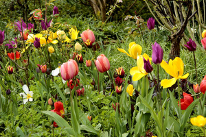 Energetyczna łąka z tulipanów