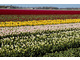 Tulipanowe pola w Holandii