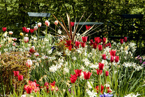 Białe narcyzy i czerwone tulipany
