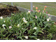 Tulipanowy kompost kwitnie