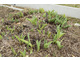Tulipanowy kompost