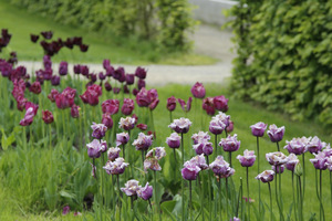 Tulipany w kwadratach jednego koloru, cieniowane