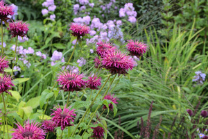 Monarda