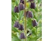 Oryginalna szachownica o czarnych kwiatach (Fritillaria persica)