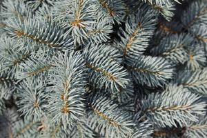 Picea pungens 'Glauca'