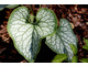 Brunnera 'Jack Frost'