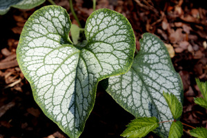 Brunnera 'Jack Frost'