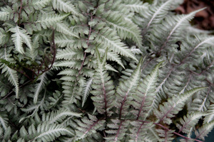 Athyrium niponicum var. 'Pictum' (wietlica)